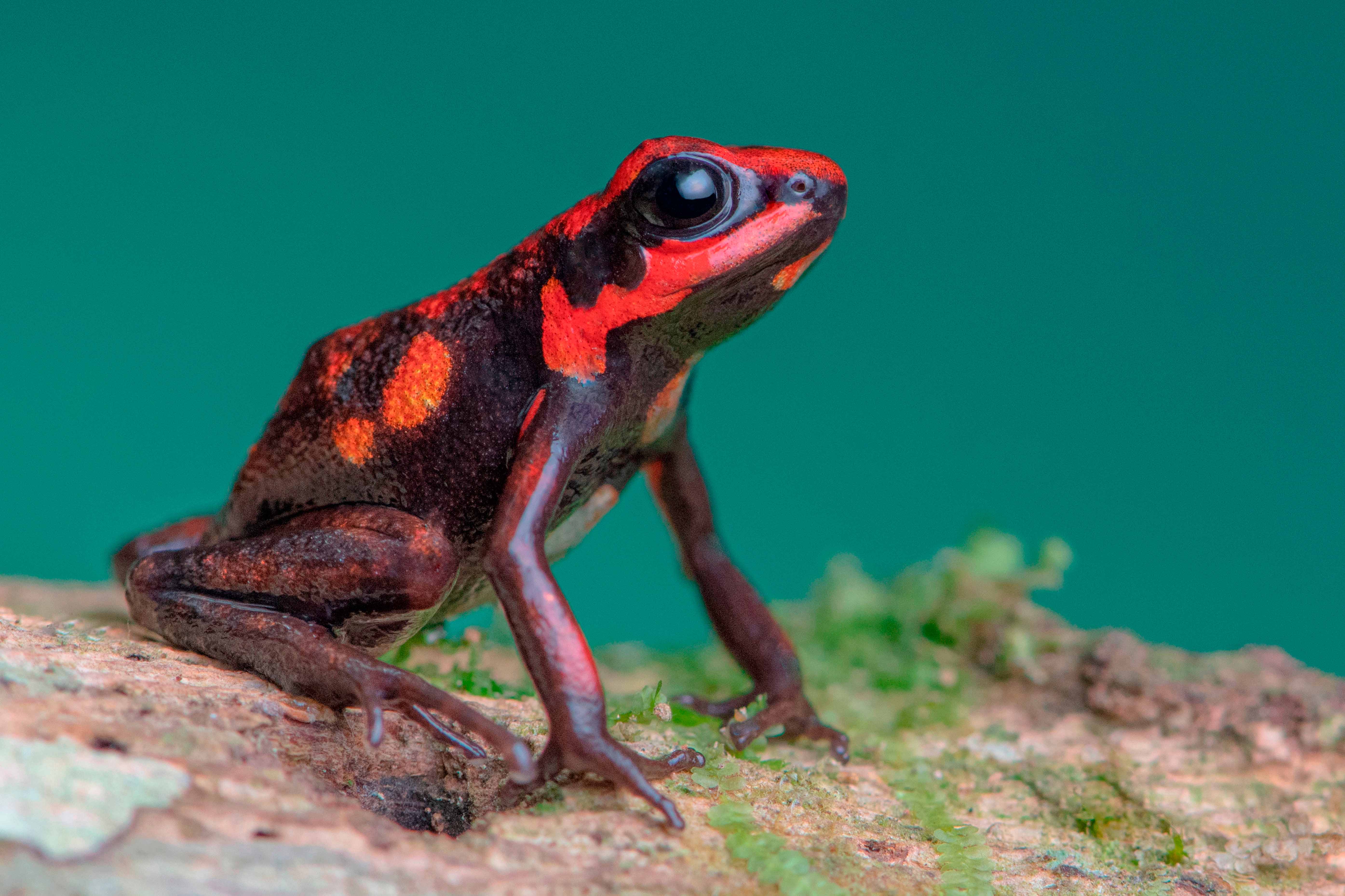 RANITAS Y REPTILES DEL MAGDALENA  3 DÍAS / 2 NOCHES